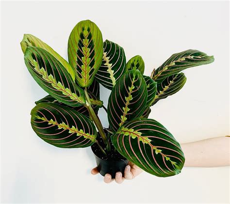 How to Care for a Red Prayer Plant