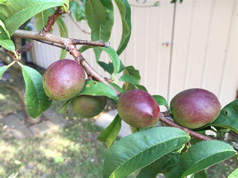 Is the fruit from this plum blossom tree edible? - Gardening & Landscaping Stack Exchange