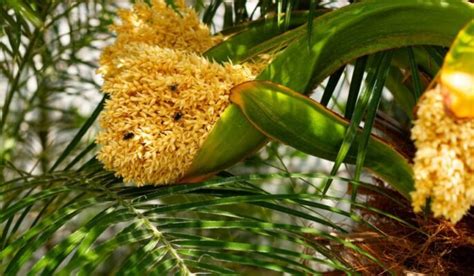 Pygmy date palm: Know facts and tips to grow and maintain