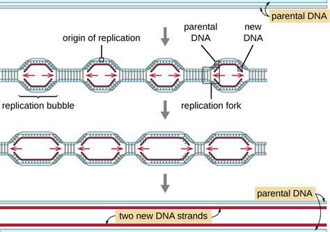 9.2: DNA Replication - Biology LibreTexts