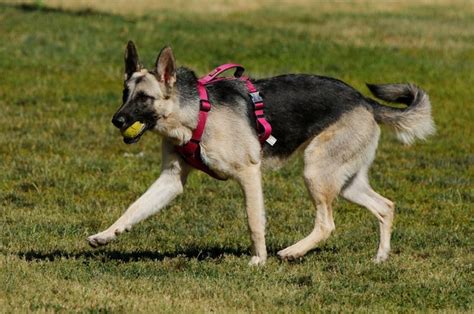 What is Oklahoma's favorite dog breed?