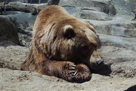 How Long Do Bears Hibernate? | Yellowstone Bear World