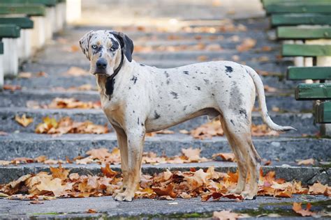 Catahoula Leopard Dog Health Problems