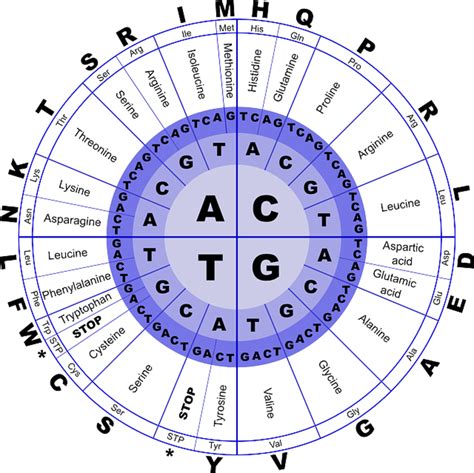 What are the Standard Twenty Amino Acids? | HubPages