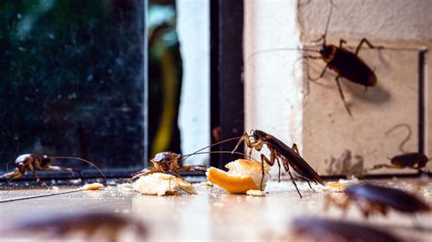 9 Common Warning Signs Of A Cockroach Infestation