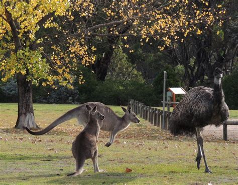 Emu and Kangaroos living together Australian Wildlife, Long Trips ...