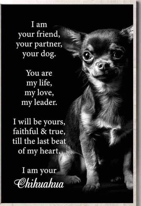 Pin by Barbara Riebe on Chihuahuas ya gotta love um! | Chihuahua, Chihuahua funny, Chihuahua love