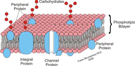 Definition > Glycocalyx