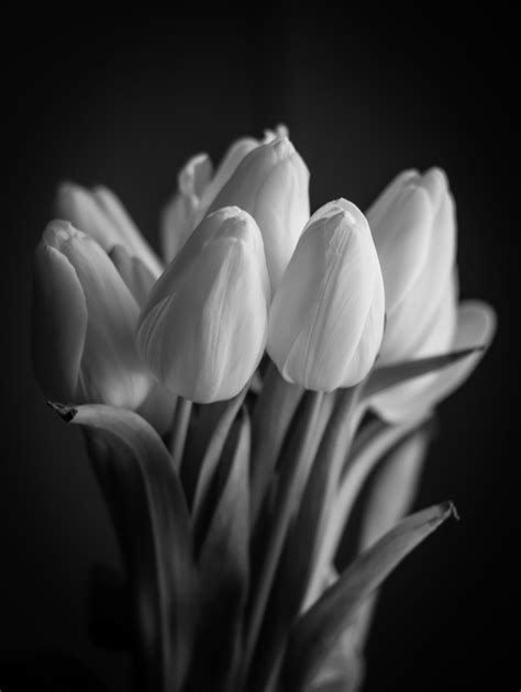 tulip IV | Tulips, White tulips, Black and white