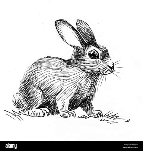 Cute rabbit illustration. Ink black and white illustration Stock Photo ...