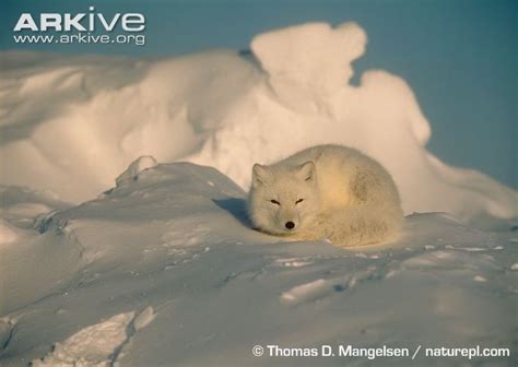 Endangered Animals in the Tundra Biome - AbdielkruwBailey