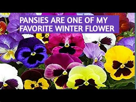 How to plant the winter pansy from seeds/propagate winter pansy seeds - YouTube