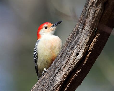 The Red-bellied Woodpecker and Its Curious Name | BirdNote