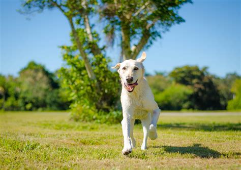 The Best Dog Parks In Miami - Miami Pet Concierge