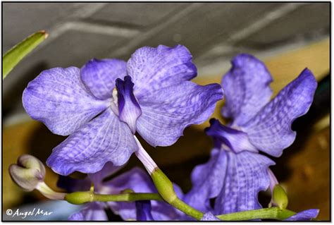 Orquídeas Blog de Angel Mar: Vandas (Cuidados básicos) Color y exotismo