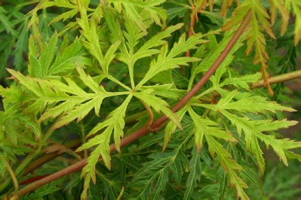 Acer palmatum Seiryu - Fronds New Zealand, suppliers of native New Zealand ferns, nz plants, nz ...