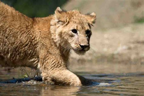 Can Lions Swim & Do They Like Or Hate Water?