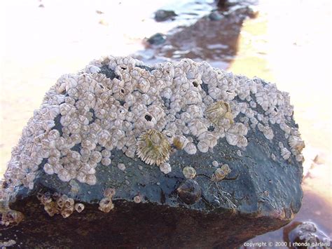 Animals of the intertidal zone