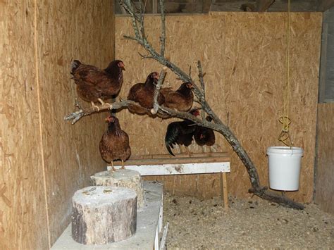 Diy Chicken Coops Ideas ~ chicken coop automatic door diy