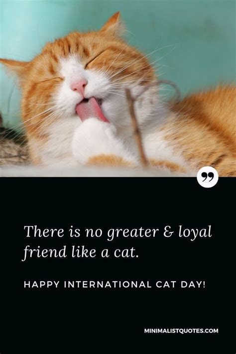 Time spent with a cat is never wasted. Happy International Cat Day!