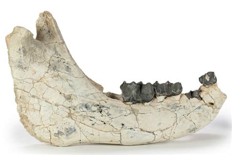 16.5" Sub-Adult Titanothere (Megacerops) Mandible - South Dakota ...