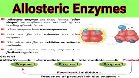 Allosteric Enzymes And Feedback Mechanism . Lecture No = 28 - YouTube