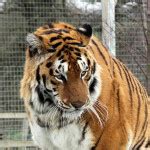 Siberian Tiger | Discover Animals