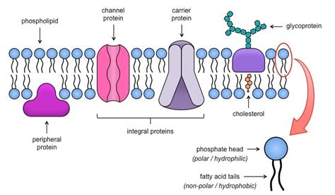 Q In fluid mosaic model of plasma membrane Upper layer is non-polar and hydrophilic Upper layer ...