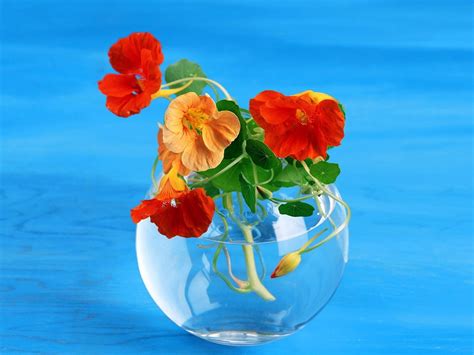 3840x2160 resolution | close up photography of orange and red petaled flowers on clear glass HD ...