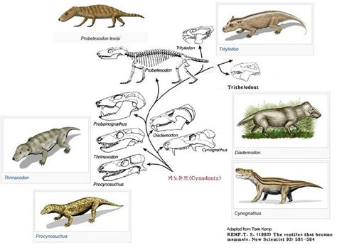 Cynodont - Alchetron, The Free Social Encyclopedia