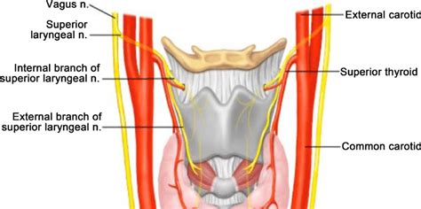 Superior Laryngeal Nerve