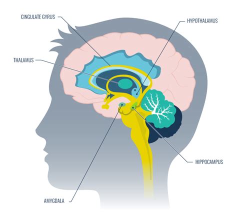 The Limbic System: 5 Ways To Boost Learning Capability