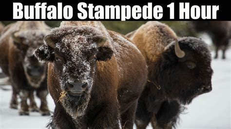 Ambience Hub - Buffalo Stampede - Ambience Hub