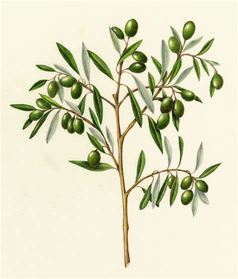 Fruits & Vegetables Gallery | Olive tree illustration, Olive tree drawing, Tree art