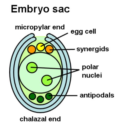 Draw a labelled diagram of the mature embryo sac of angiosperms.