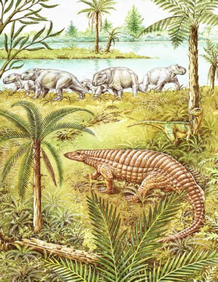 Cycadophyta | Fossil Wiki | FANDOM powered by Wikia