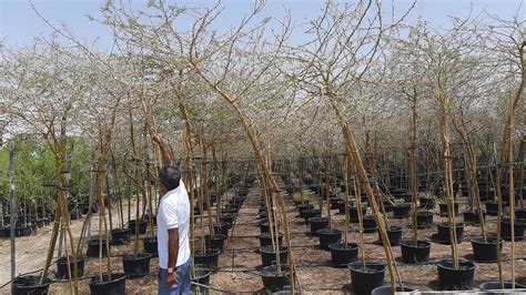 Jambo Tree Kenya - Worldwide Exporters of African Trees, fruits & vegetables