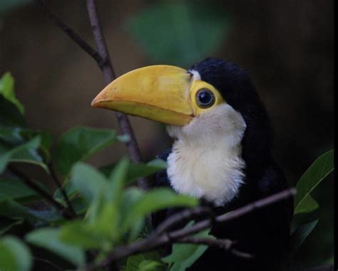 Here’s an image of a baby toucan! : r/Eyebleach