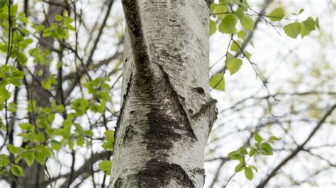 20 Common Species Of Birch Tree