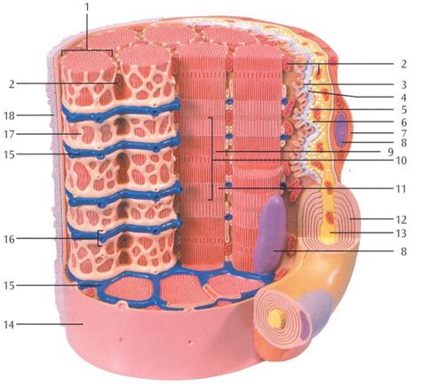 Neuromuscular Junction Model Pictures to Pin on Pinterest - ThePinsta ...