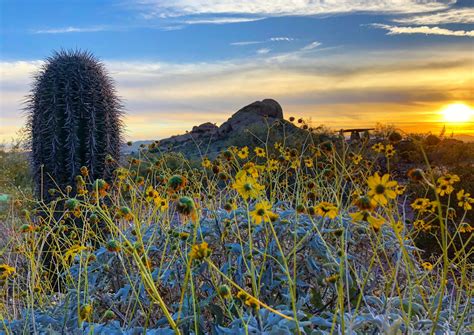 Desert shrubs become more efficient as temperatures rise - Earth.com