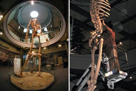 Hidden History Revealed: 7-Meter-Tall GIANT Skeletons On Display (Video)