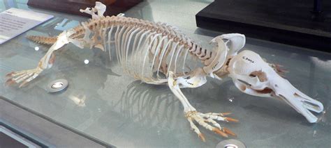 File:Platypus skeleton Pengo.jpg - Wikimedia Commons