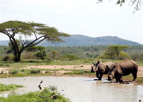 Visit Hluhluwe-iMfolozi Park, South Africa | Audley Travel US