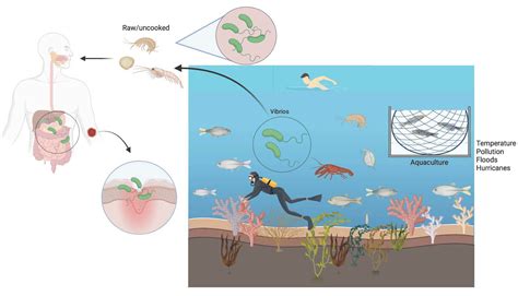 Vibrio Cholerae Life Cycle