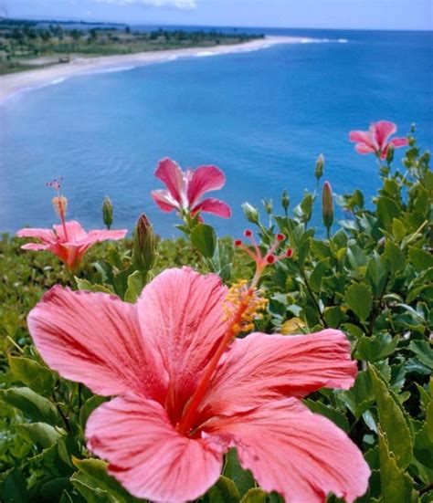 Arti, Makna dan Kegunaan Bunga Kembang Sepatu (Hibiscus) - BibitBunga.com