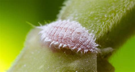 Plant Pest Series: Mealybugs — The Zen Succulent | Durham's ...