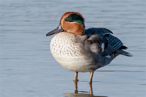 Eurasian Teal (male) Oct 2019 (In Explore) | Geoff Snowball | Flickr