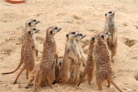 Is Having Meerkats as Pets, a Good Idea? See for Yourself - Pet Ponder