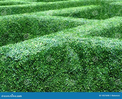 Garden maze stock photo. Image of puzzle, plants, queen - 1057698